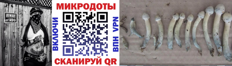 Купить  Валуйки  Псилоцибиновые грибы Cubensis 
